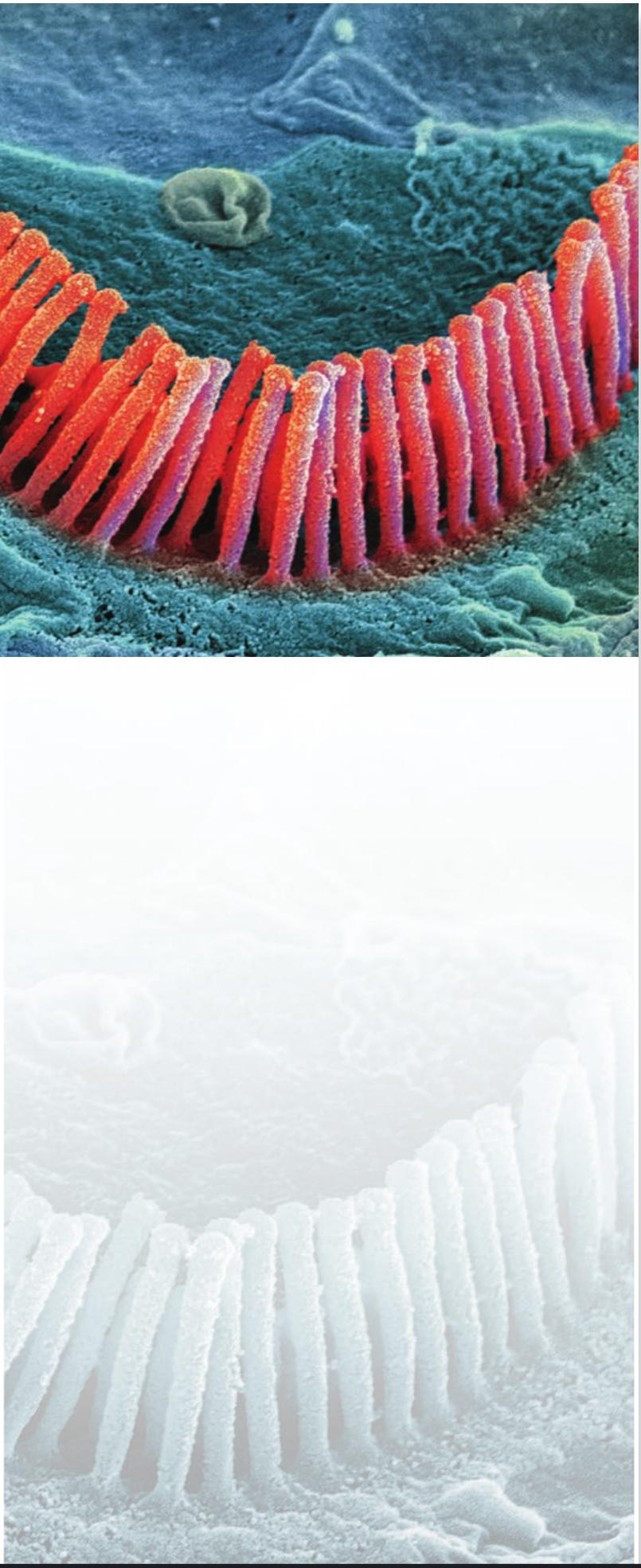 فصل سیستم حسی-پیکری: حس لامسه و حس عمقی