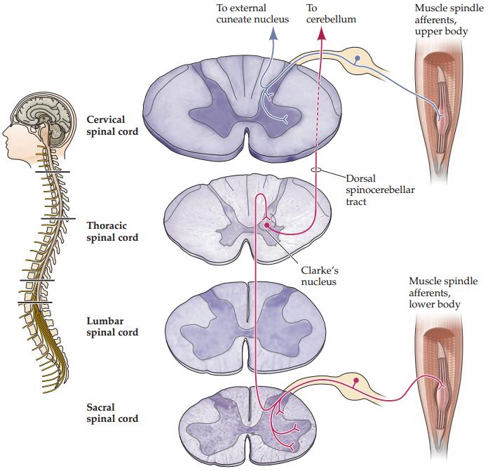 مسیرهای حس عمقی برای قسمت فوقانی و تحتانی بدن