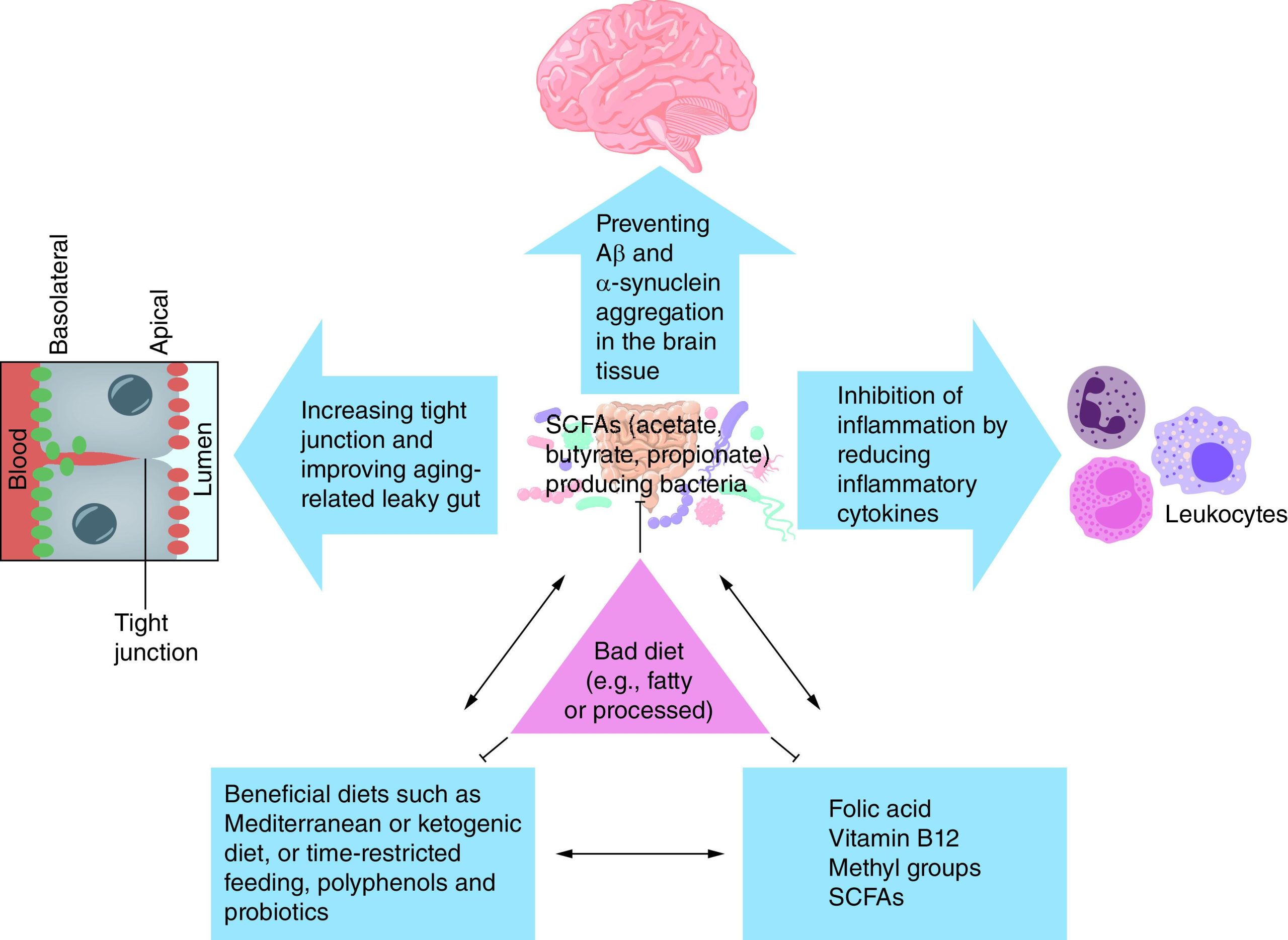 تعامل بین رژیم غذایی، میکروبیوتای روده و متابولیت‌های تولیدشده توسط روده که بر چشم‌انداز اپی‌ژنتیک مرتبط با پاتوژنز AD و PD اثر می‌گذارند