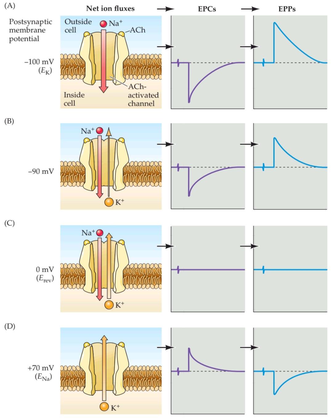 شکل 5.18 حرکات +Na و +K در طول EPCها و EPPها. قسمت اول کتاب علوم اعصاب پروس
