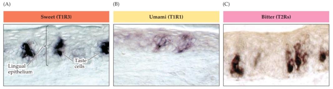 شکل۱۵.۲۵ اختصاصی بودن در کدگذاری طعم محیطی، فرضیه خط برچسب گذاری شده را تأیید می کند. قسمت اول کتاب علوم اعصاب پروس
