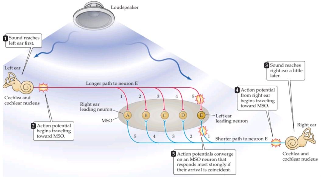 شکل ۱۳.۱۴ مدلی از چگونگی محاسبه مکان صدا توسط MSO با استفاده از اختلاف زمان بین دو گوش. کتاب علوم اعصاب پروس