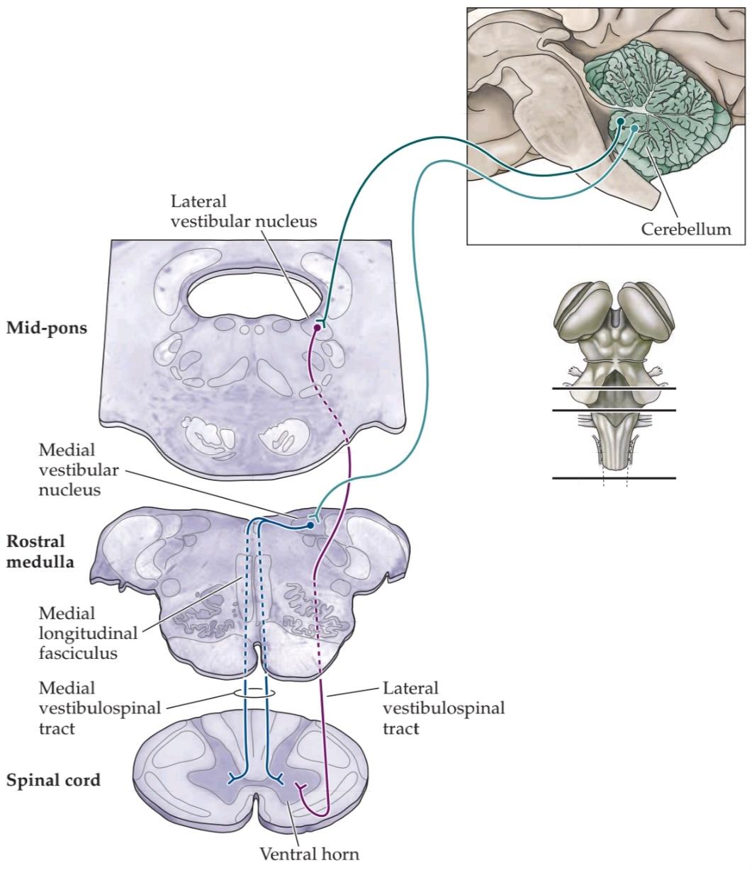 شکل ۱۴.۱۱ برآمدگی های نزولی از هسته های دهلیزی داخلی و خارجی به نخاع، زیر VCR و VSR قرار دارند. کتاب علوم اعصاب پروس