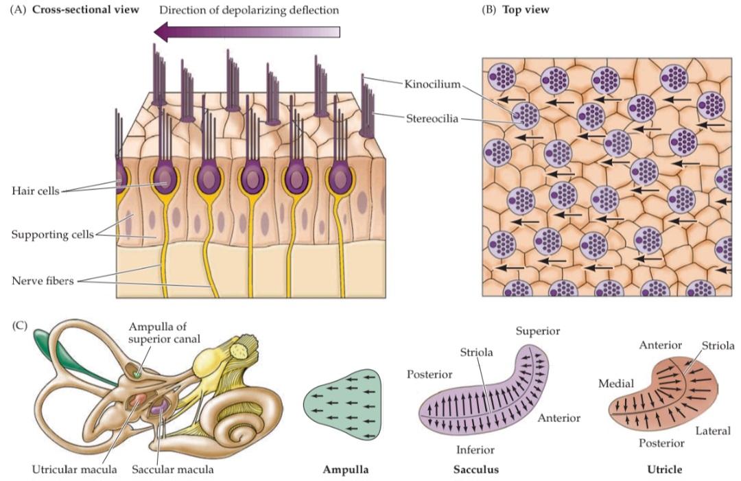 شکل ۱۴.۲ قطبش مورفولوژیکی سلول های مویی دهلیزی و نقشه های قطبش اندام های دهلیزی. کتاب علوم اعصاب پروس
