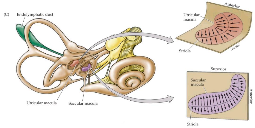 شکل ۱۴.۴ قطبش مورفولوژیکی سلول های مویی در ماکولاهای اوتیکولار و ساکولار. قسمت سوم کتاب علوم اعصاب پروس