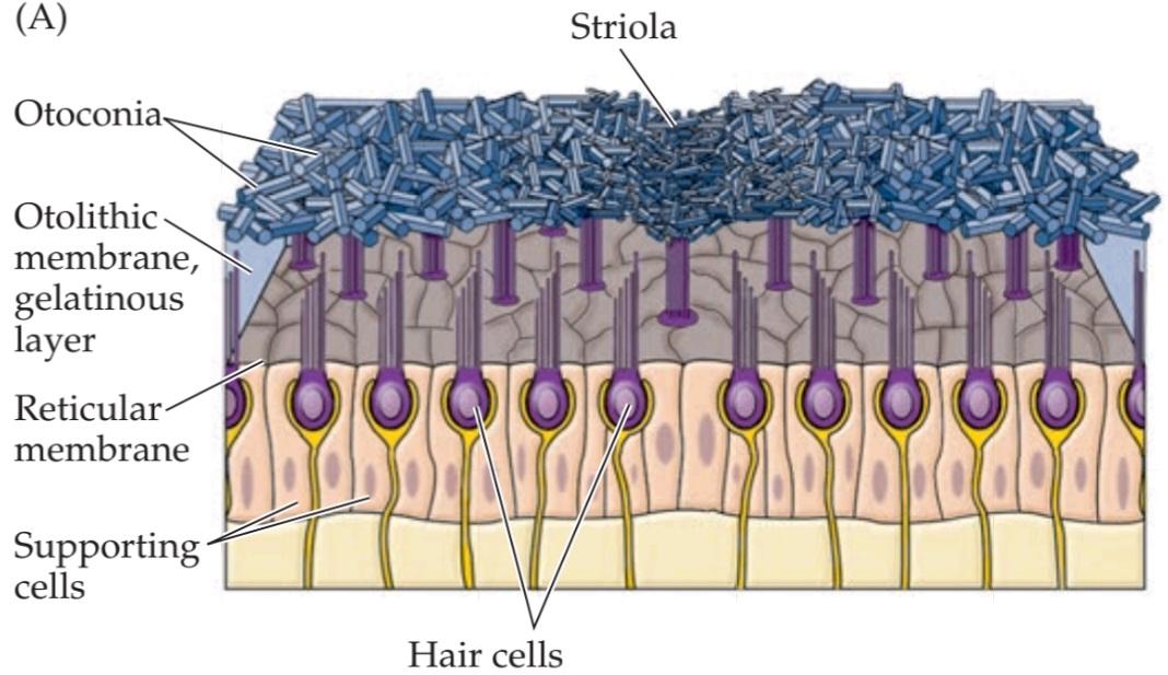 شکل ۱۴.۴ قطبش مورفولوژیکی سلول های مویی در ماکولاهای اوتیکولار و ساکولار. قسمت اول کتاب علوم اعصاب پروس