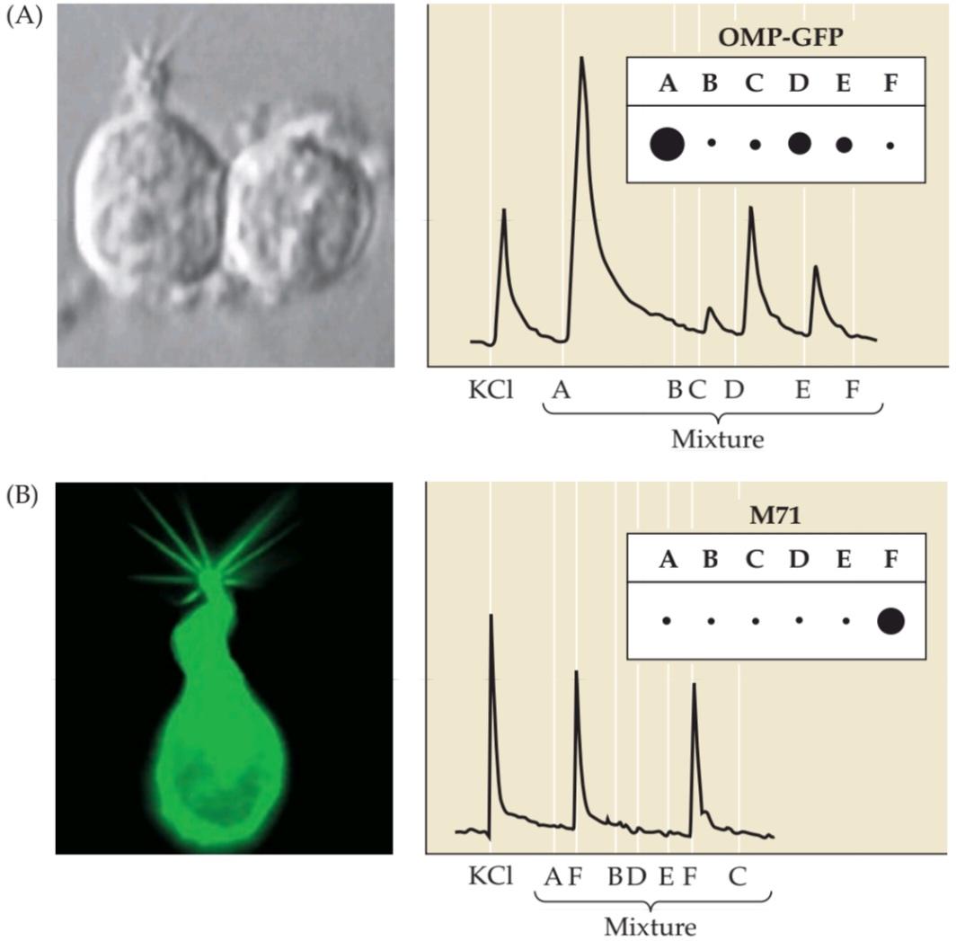 شکل ۱۵.۱۲ گزینش پذیری نورون گیرنده بو. کتاب علوم اعصاب پروس