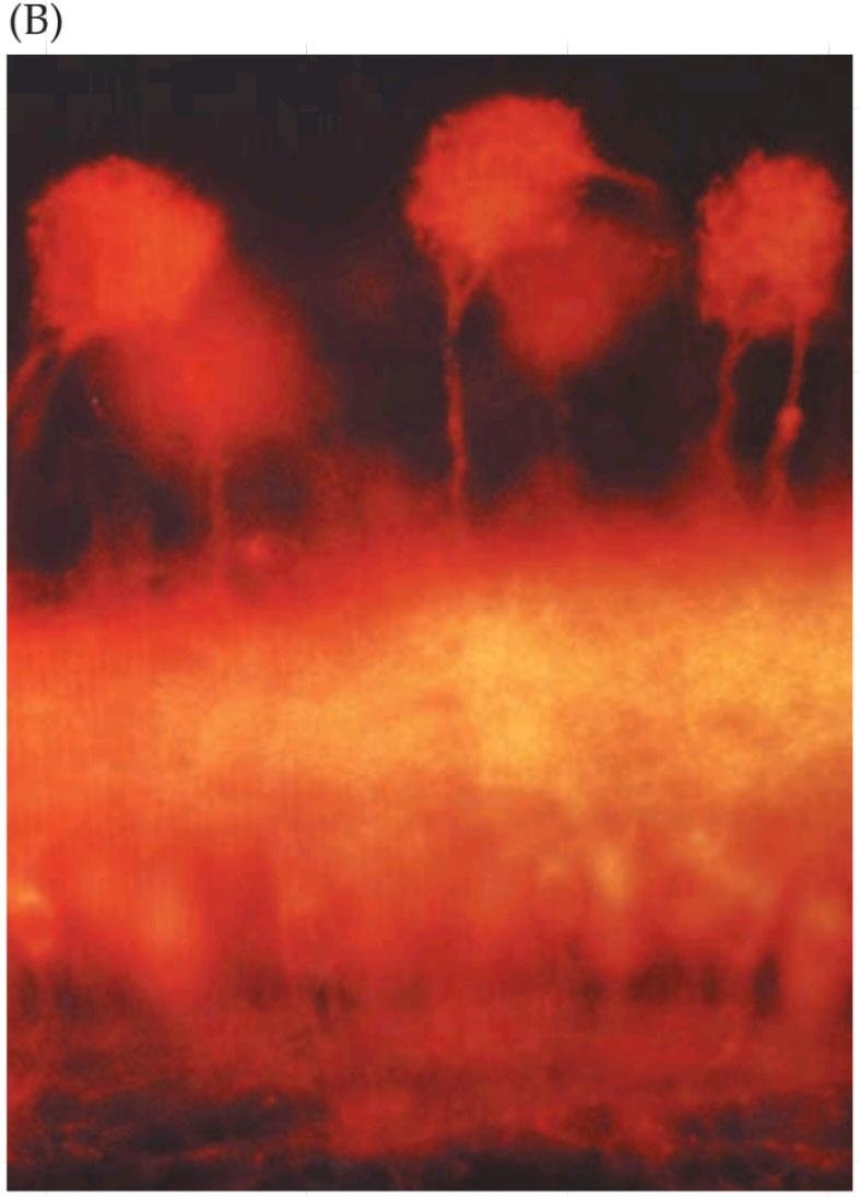 شکل ۱۵.۱۳ سازماندهی پیاز بویایی پستانداران. قسمت دوم کتاب علوم اعصاب پروس