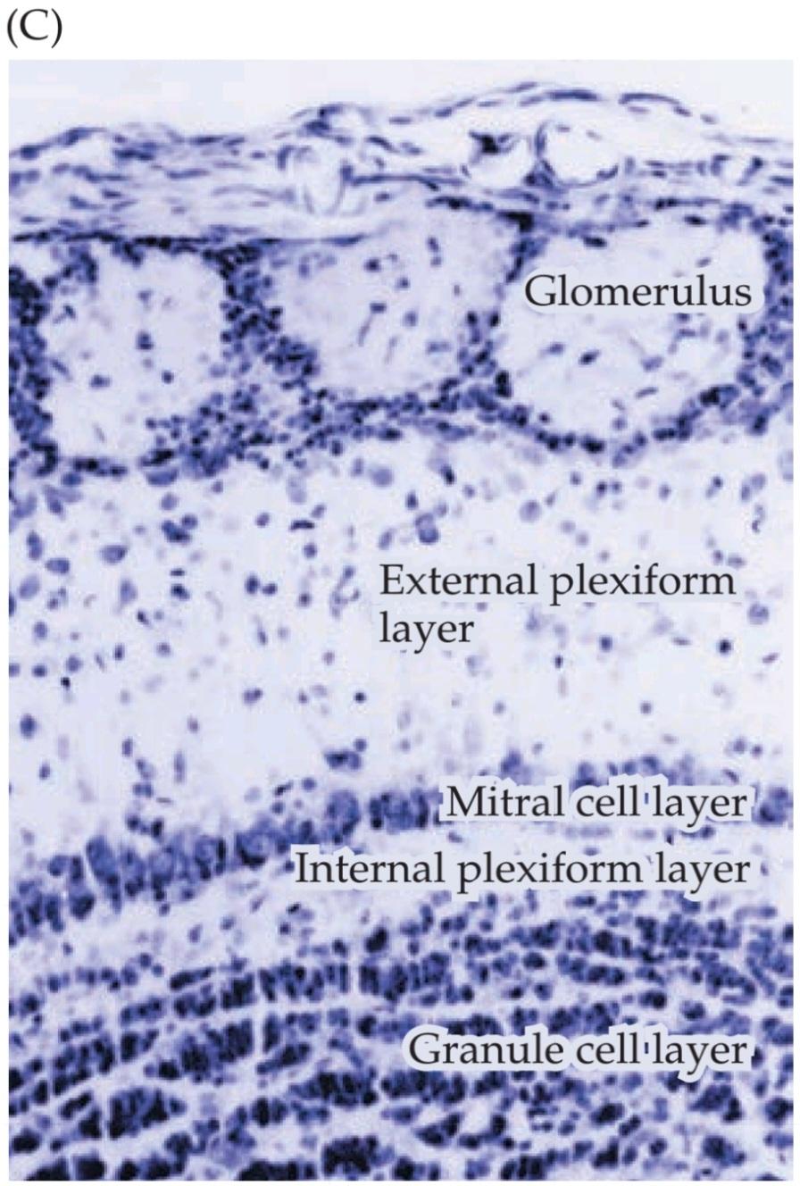 شکل ۱۵.۱۳ سازماندهی پیاز بویایی پستانداران. قسمت سوم کتاب علوم اعصاب پروس