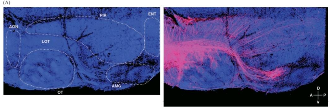 شکل ۱۵.۱۵ گلومرول های منفرد، برآمدگی های واگرا به نواحی گیرنده بویایی نشان می دهند. قسمت اول کتاب علوم اعصاب پروس