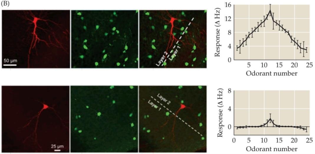 شکل ۱۵.۱۵ گلومرول های منفرد، برآمدگی های واگرا به نواحی گیرنده بویایی نشان می دهند. قسمت دوم کتاب علوم اعصاب پروس