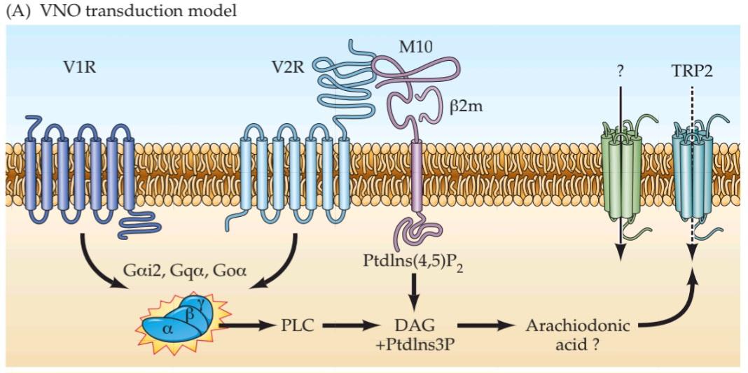 شکل ۱۵.۱۹ دو دسته اصلی پروتئین های گیرنده وومرونازال (VR). قسمت اول کتاب علوم اعصاب پروس