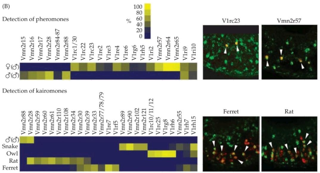 شکل ۱۵.۱۹ دو دسته اصلی پروتئین های گیرنده وومرونازال (VR). قسمت دوم کتاب علوم اعصاب پروس