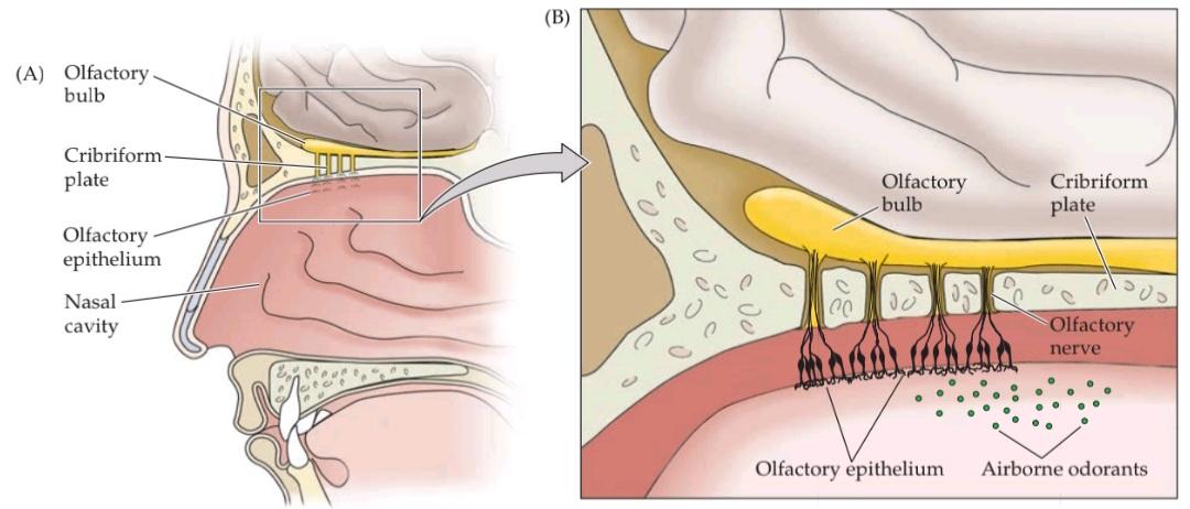 شکل ۱۵.۱ سازماندهی سیستم بویایی انسان. قسمت اول کتاب علوم اعصاب پروس