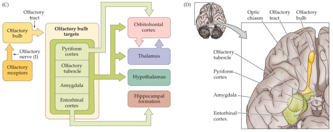 شکل ۱۵.۱ سازماندهی سیستم بویایی انسان. قسمت دوم کتاب علوم اعصاب پروس