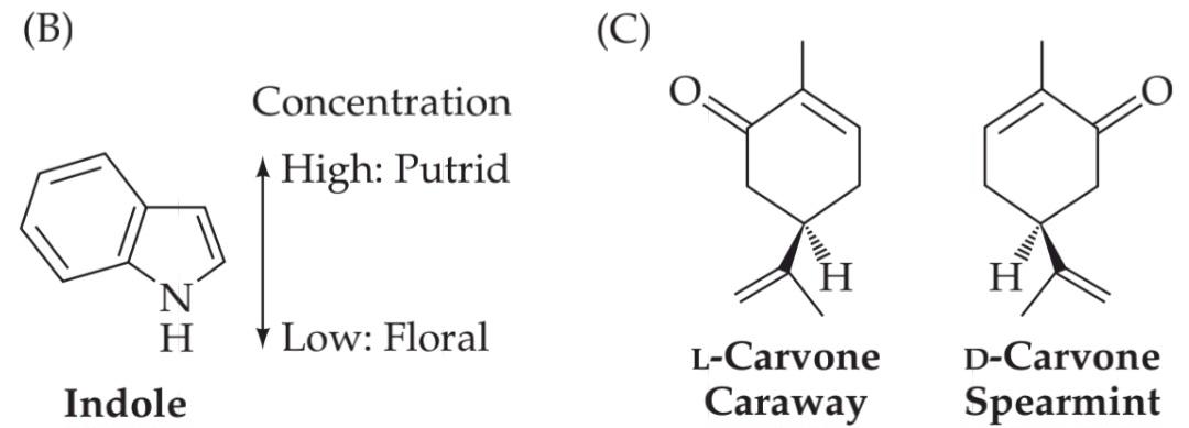 شکل ۱۵.۴ حساسیت انسان به بوها. قسمت دوم کتاب علوم اعصاب پروس