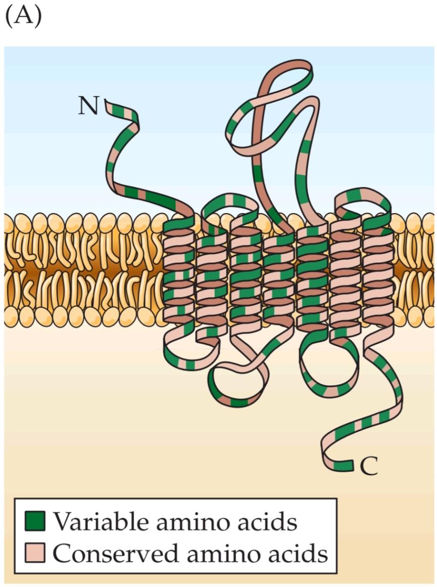 شکل ۱۵.۸ پروتئین های گیرنده بو. قسمت اول کتاب علوم اعصاب پروس