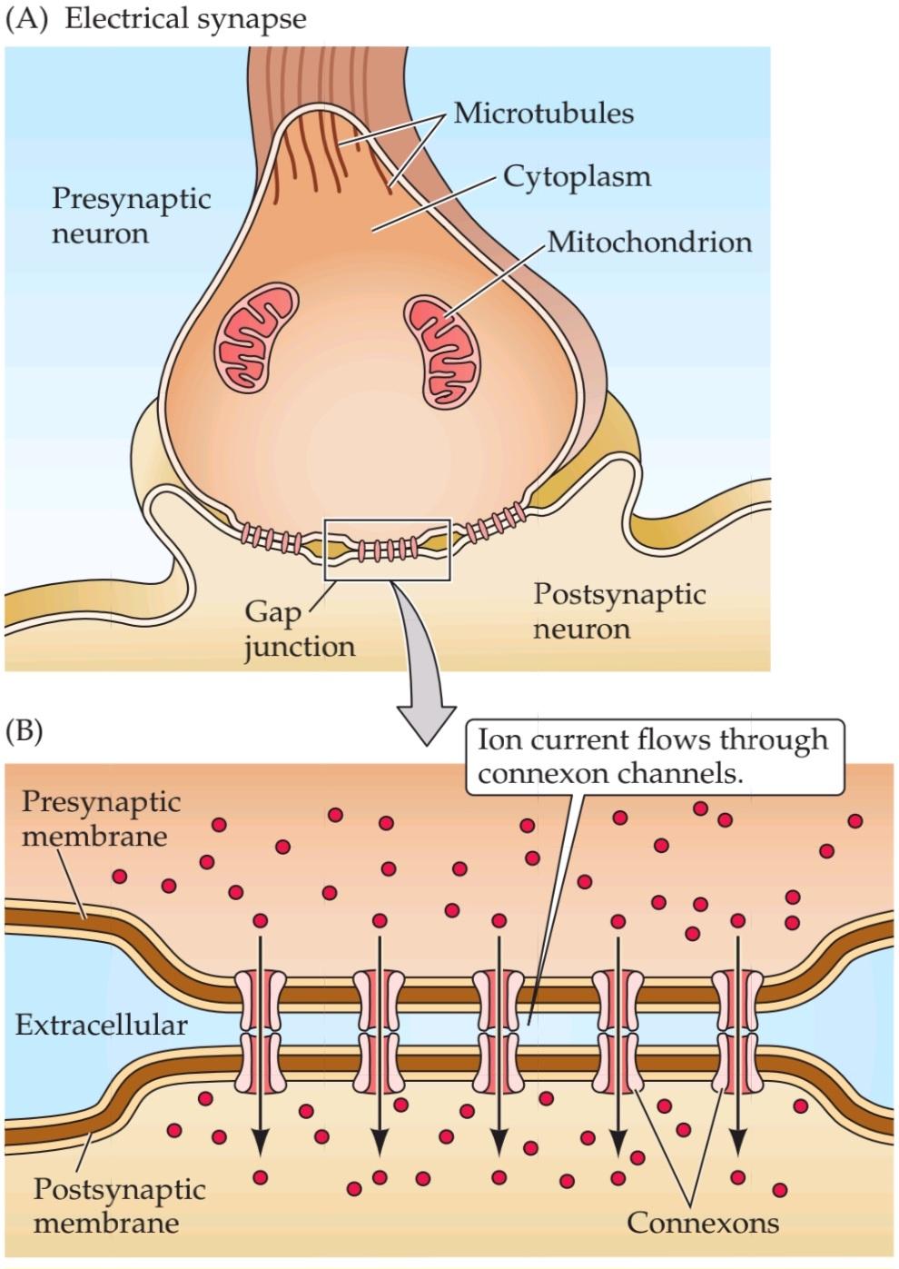شکل 5.1 سیناپس های الکتریکی و شیمیایی اساساً در مکانیسم های انتقال خود متفاوت هستند. قسمت اول کتاب علوم اعصاب