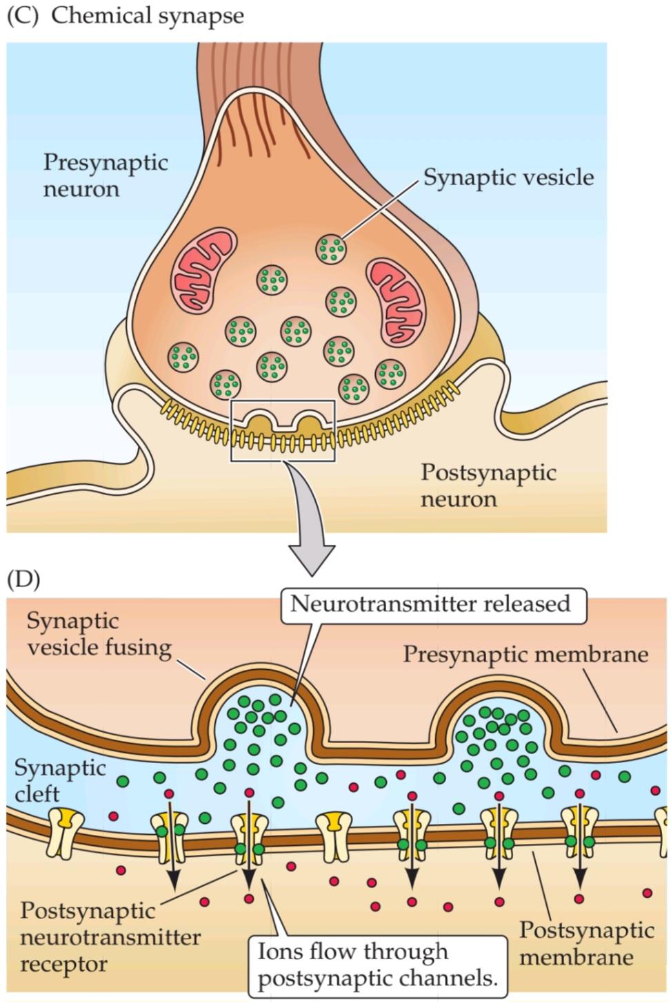 شکل 5.1 سیناپس های الکتریکی و شیمیایی اساساً در مکانیسم های انتقال خود متفاوت هستند. قسمت دوم کتاب علوم اعصاب پروس