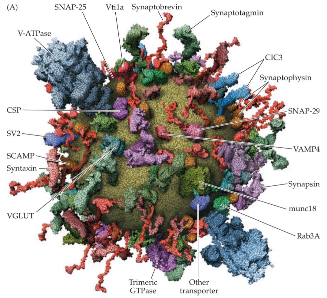 شکل 5.11 پروتئین های پیش سیناپسی و نقش آنها در چرخه وزیکول سیناپسی. قسمت اول کتاب علوم اعصاب پروس