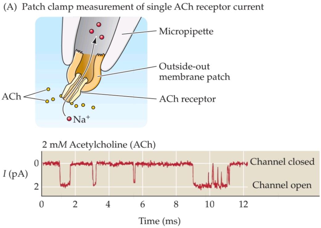 شکل 5.15 فعال شدن گیرنده های ACh در سیناپس های عصبی-عضلانی. قسمت اول کتاب علوم اعصاب پروس