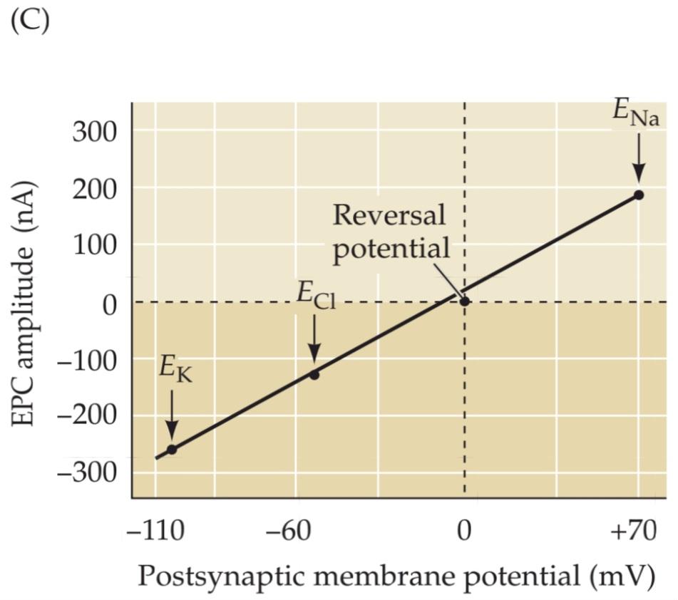 شکل 5.16 تأثیر پتانسیل غشای پس سیناپسی بر جریان های صفحه انتهایی. قسمت سوم کتاب علوم اعصاب پروس