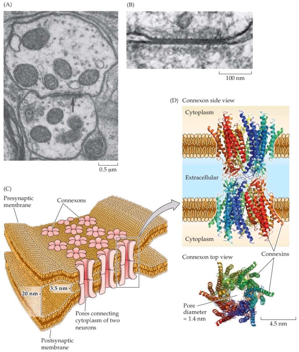 شکل 5.2 ساختار سیناپس های الکتریکی. کتاب علوم اعصاب پروس