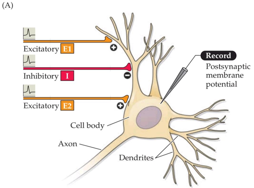 شکل 5.20 جمع بندی پتانسیل های پس سیناپسی. قسمت اول کتاب علوم اعصاب پروس