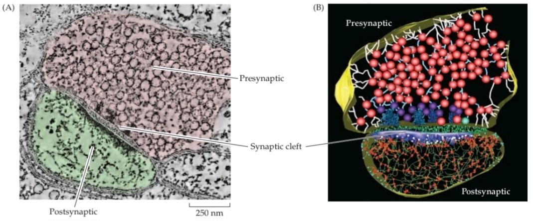 شکل 5.4 ساختار و عملکرد سیناپس های شیمیایی. قسمت اول کتاب علوم اعصاب پروس
