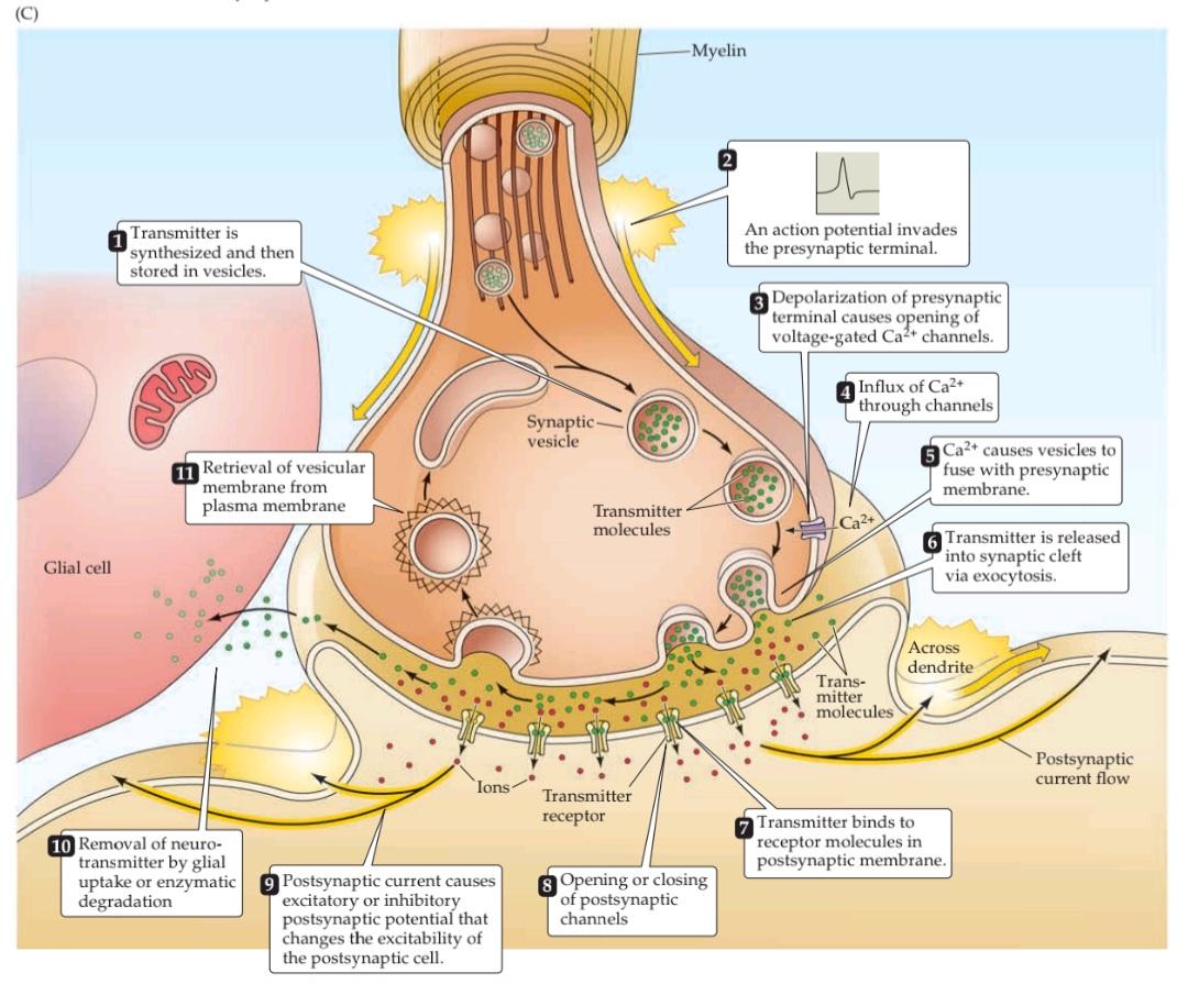 شکل 5.4 ساختار و عملکرد سیناپس های شیمیایی. قسمت دوم کتاب علوم اعصاب پروس