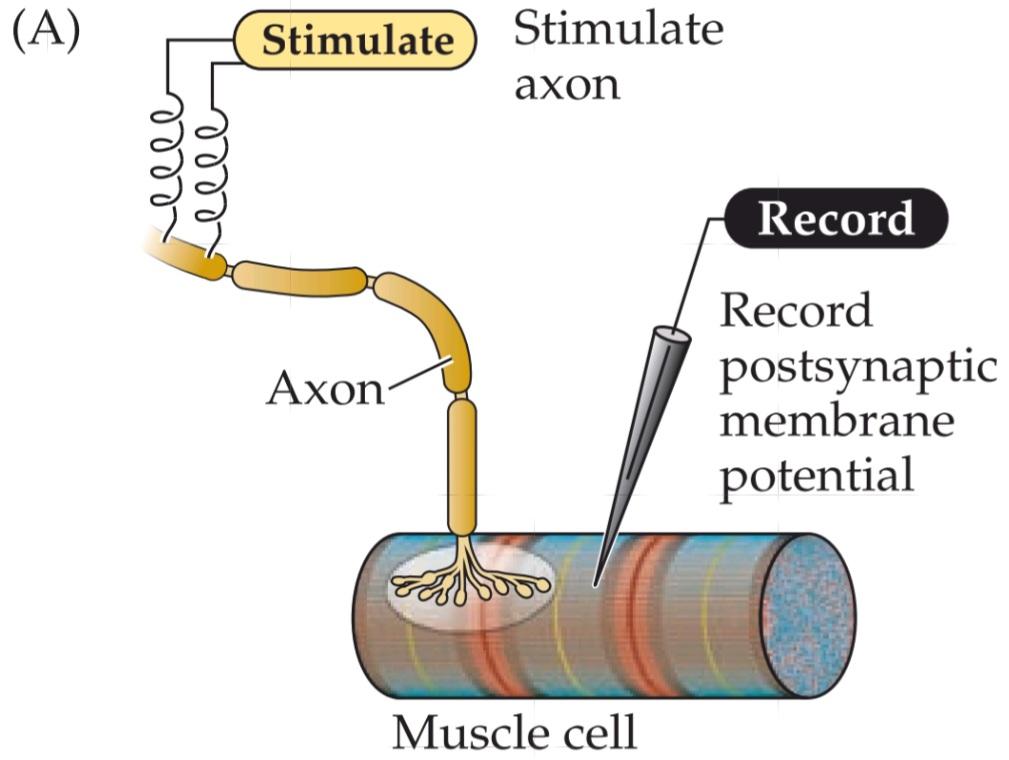 شکل 5.5 انتقال سیناپسی در محل اتصال عصبی عضلانی. قسمت اول کتاب علوم اعصاب پروس