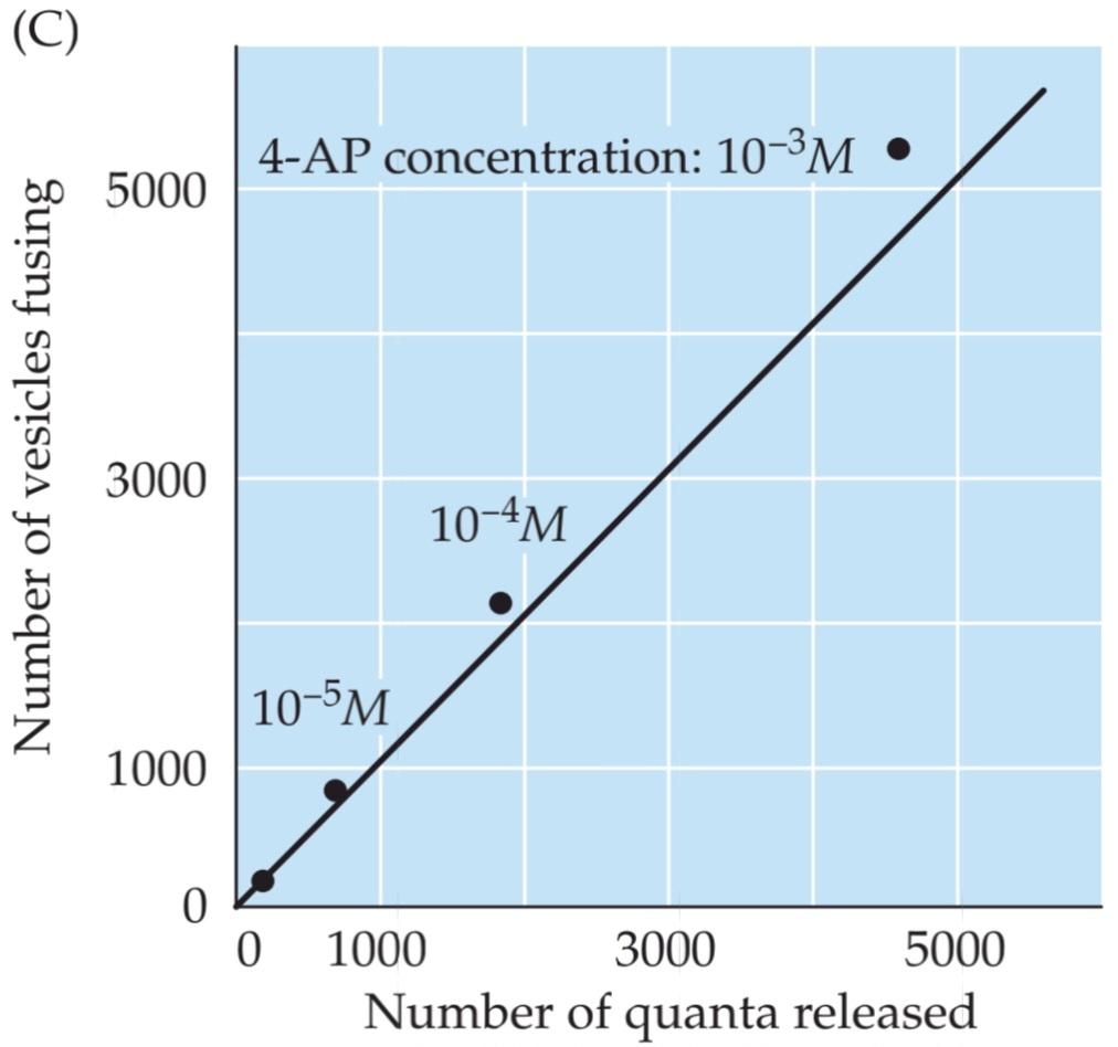 شکل 5.7 رابطه بین اگزوسیتوز وزیکول سیناپسی و آزادسازی فرستنده کوانتومی. قسمت سوم کتاب علوم اعصاب پروس