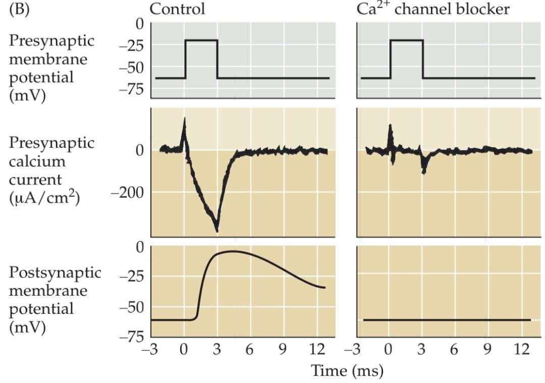 شکل 5.9 ورود +Ca۲ از طریق کانال های کلسیمی وابسته به ولتاژ پیش سیناپسی باعث آزادسازی فرستنده می شود. قسمت دوم کتاب علوم اعصاب پروس