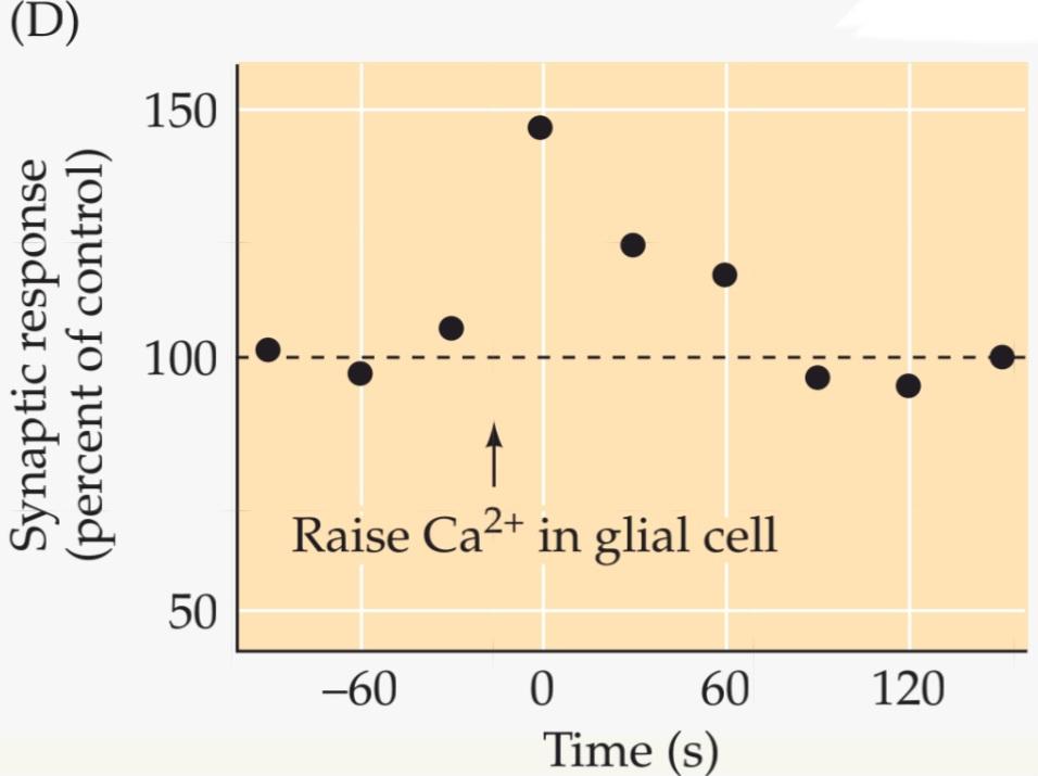 شکل BOX 5A سیناپس سه جانبه. قسمت سوم کتاب علوم اعصاب پروس