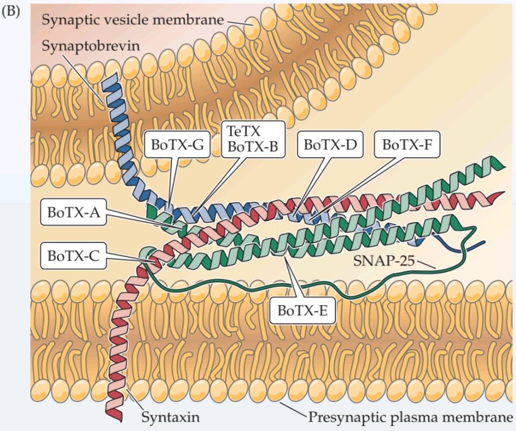 شکل CLINICAL قسمتB فصل5 اختلالاتی که بر پایانه پیش سیناپسی تأثیر می گذارند. کتاب علوم اعصاب پروس