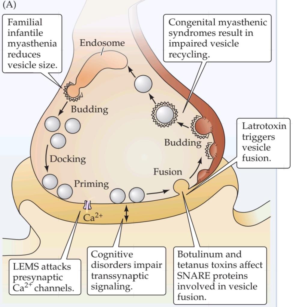 شکل CLINICal قسمتA فصل5 اختلالاتی که بر پایانه پیش سیناپسی تأثیر می گذارند. کتاب علوم اعصاب پروس
