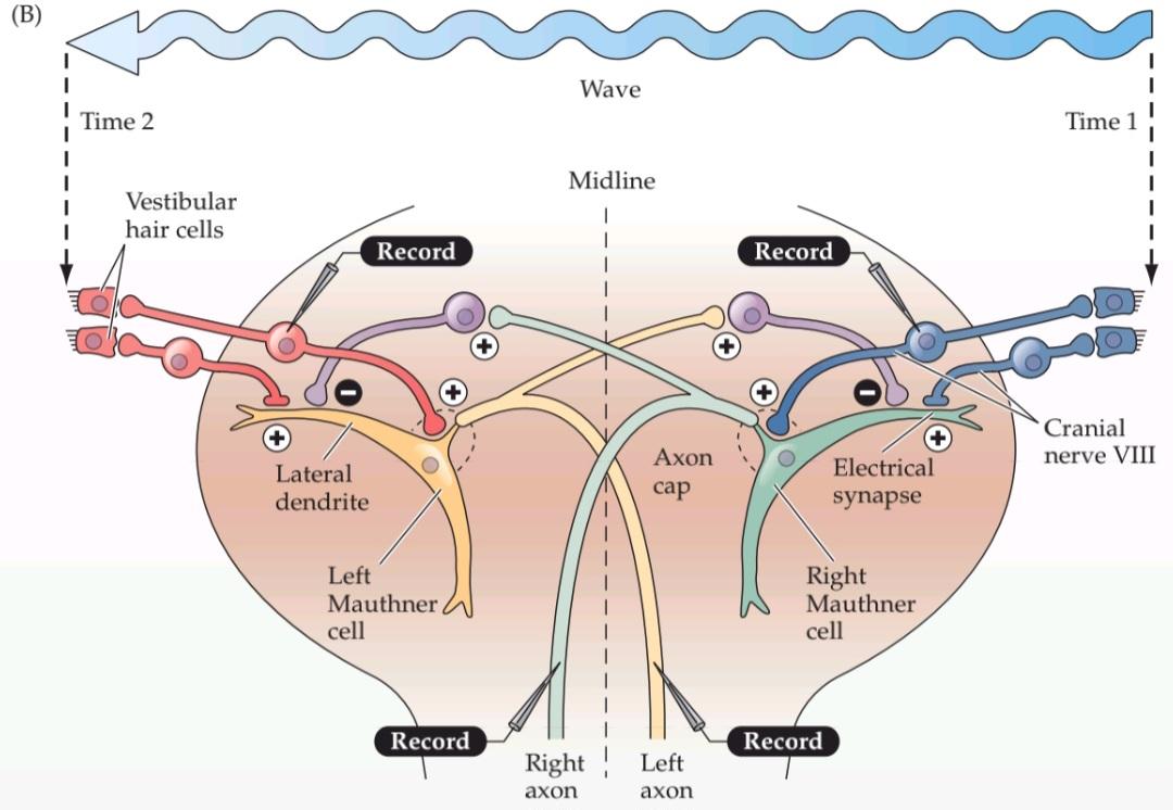 BOX 14A سلول های ماوتنر در ماهی. قسمت دوم کتاب علوم اعصاب پروس
