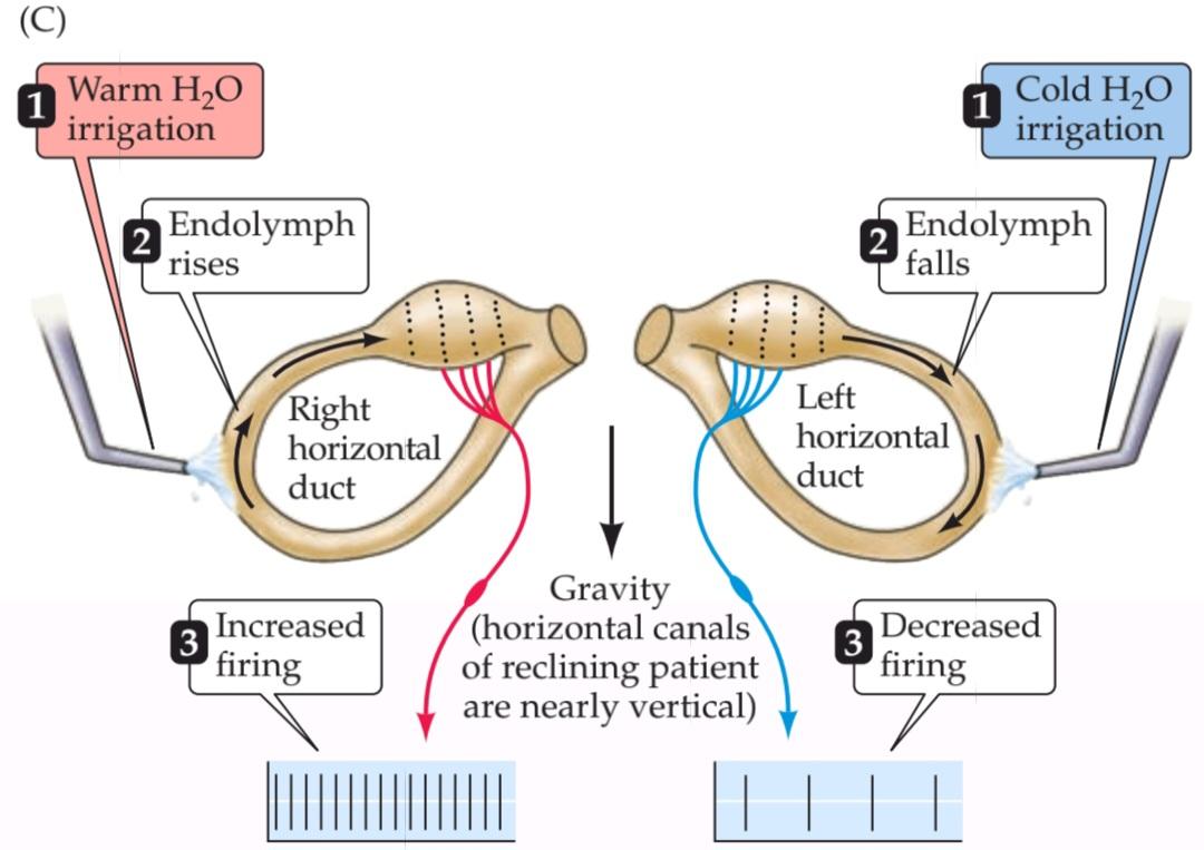 CLINICAL 14 ارزیابی بالینی سیستم دهلیزی. قسمت سوم کتاب علوم اعصاب پروس