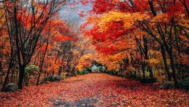 بگذار سقوط کنی: چگونه شکست و ناکامی، مسیر رسیدن به خود واقعی را باز میکند