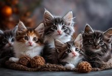 گربه زنده برتر از ببر مرده: راز ارزش واقعی زندگی و قدرت لحظه‌ها