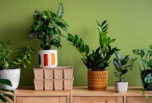 اهمیت گیاه‌شناسی در امور زراعی و باغبانی: راهنمای علمی رشد، متابولیسم و رده‌بندی گیاهان