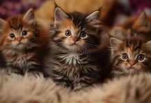 آموزش ساختارمند جانورشناسی با تکیه بر کمپبل | مناسب دانشگاه‌ها و المپیاد زیست