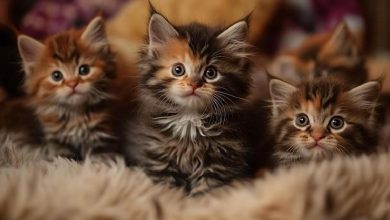 آموزش ساختارمند جانورشناسی با تکیه بر کمپبل | مناسب دانشگاه‌ها و المپیاد زیست