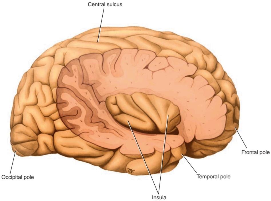 شکل ۷.۹ نمای جانبی نیمکره راست مغز که برای آشکار کردن اینسولای راست تشریح شده است. کتاب نوروآناتومی اسنل