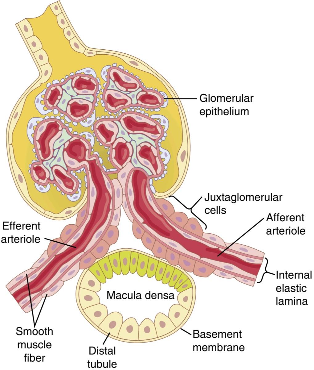 شکل ۲۷.۱۰ ساختار دستگاه juxtaglomerular، کتاب فیزیولوژی گایتون