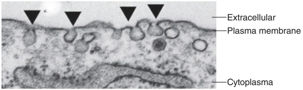 شکل ۲.۱۴ Caveolae در سلول ماهیچه صاف عروقی. کتاب گانونگ