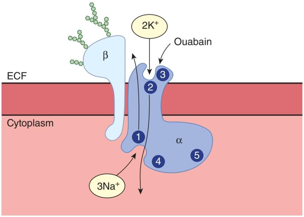 شکل ۲.۱۹ Na، K ATPase. کتاب گانونگ