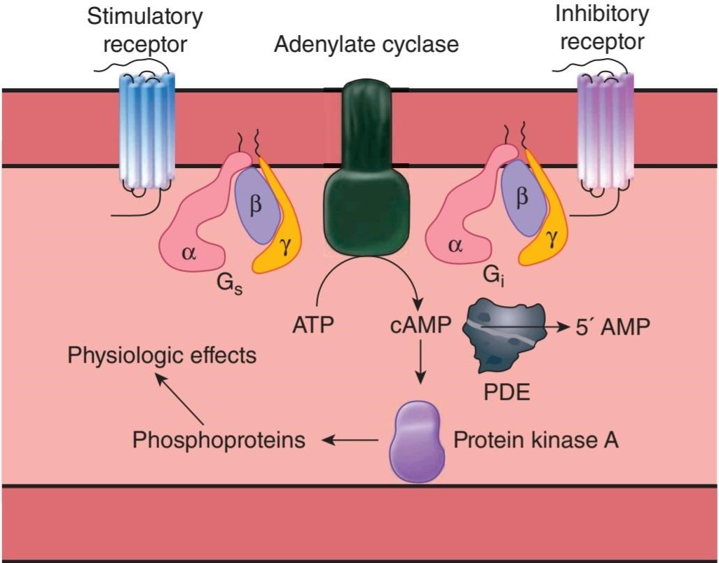 شکل ۲.۲۹ سیستم cAMP. کتاب گانونگ