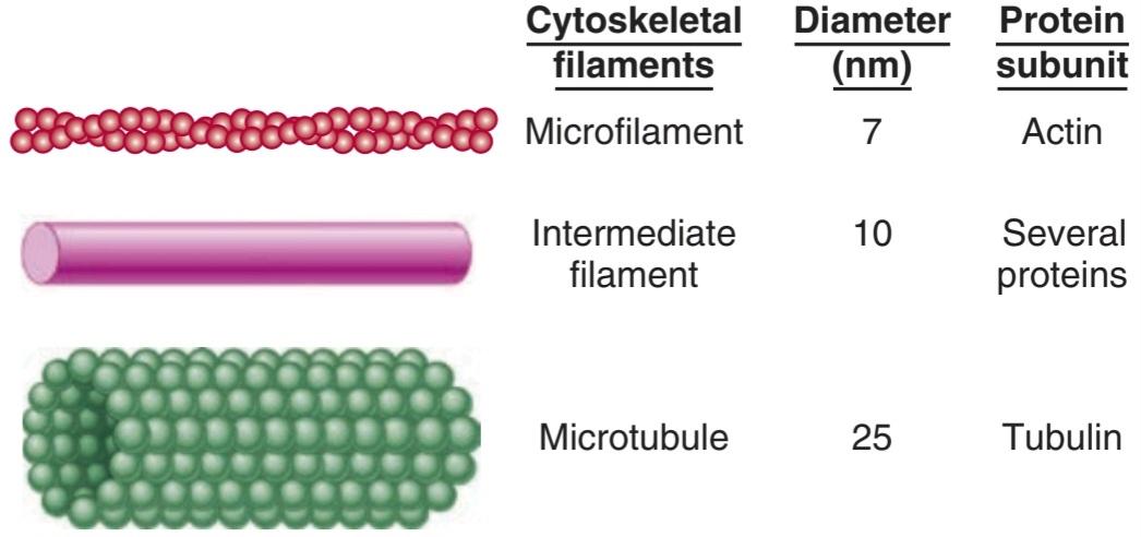 شکل ۲.۵ عناصر سیتواسکلتی سلول. کتاب گانونگ