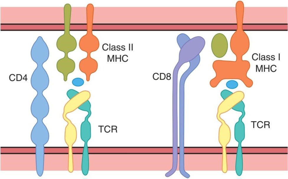 شکل ۳.۶ خلاصه نموداری از ساختار CD4 و CD8، و ارتباط آنها با پروتئین های MHC-I و MHC-II. کتاب گانونگ